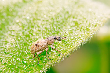 snout beetle on plant