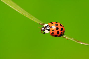 Harmonia axyridis on plant