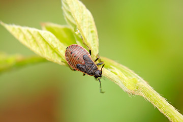 stinkbug nymph on plant