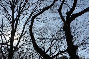 A tangle of bare, leafless branches from trees hibernating in winter set against the blue sky.