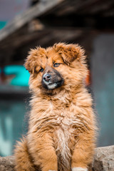 Fluffy Himalayan dog