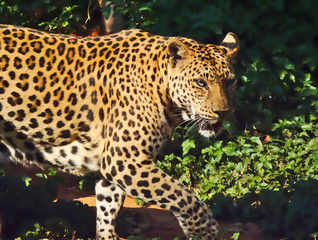 Leopard is walking.