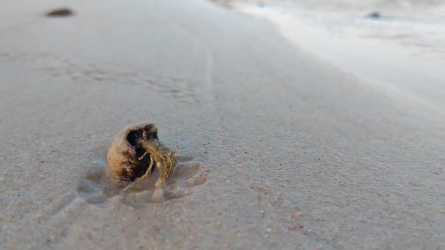 A crab crawling along the sand by the beach inlet.