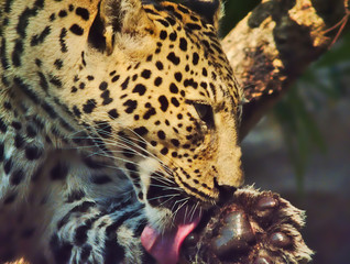 The leopard is using a lick tongue to clean the paws.