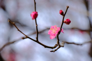 Fototapeta na wymiar plum flower and tree