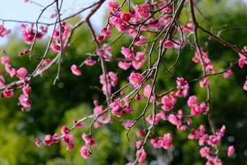plum flower and tree