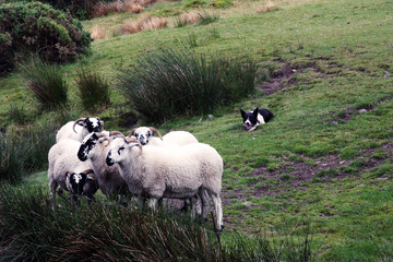 Sheepdog herding sheep