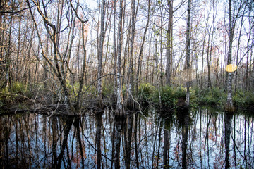Obraz premium park landscape