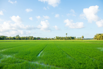 rice field in thailand