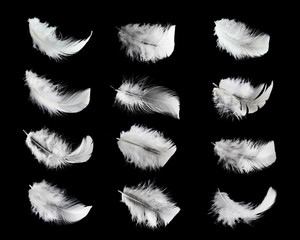 set of white feathers isolated on black background.