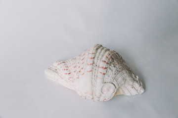 A shell on white background