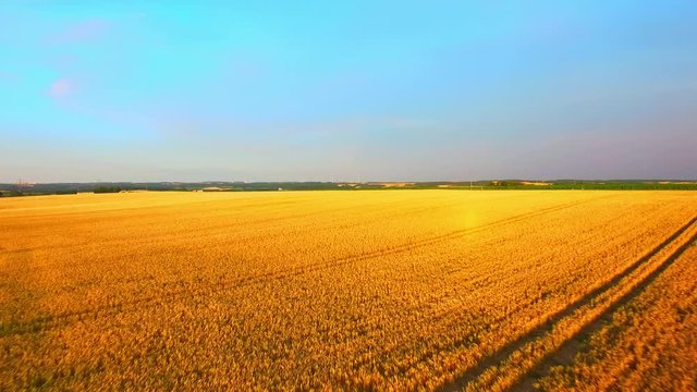 drone flight over golden cornfield