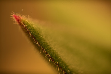 Suculant Plant Macro Photo