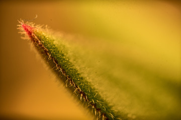Suculant Plant Macro Photo