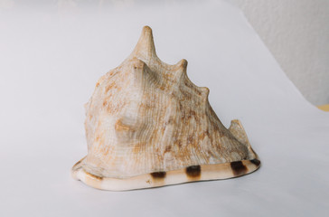 A brown shell on white background