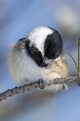 Black-Capped Chickadee