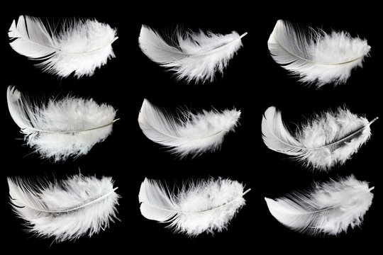 Set of white feathers isolated on black background.