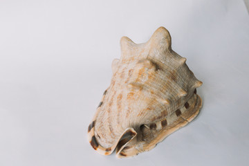 A brown shell on white background