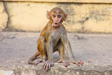 India, Rajasthan, Jaipur, indian monkeys