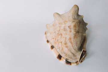 A brown shell on white background
