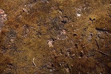 green moss dry background