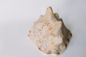 A brown shell on white background