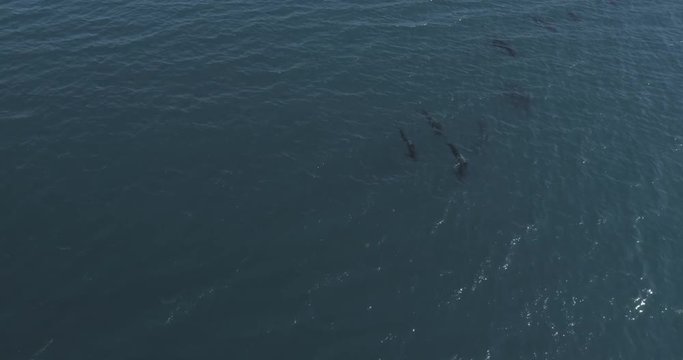 Pilot whales, Sea of Cortes, Mexico.