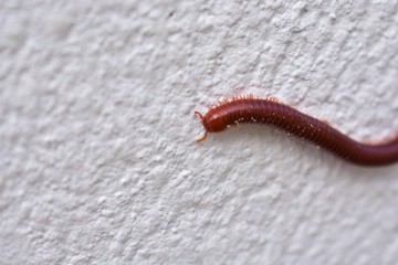 caterpillar on leaf