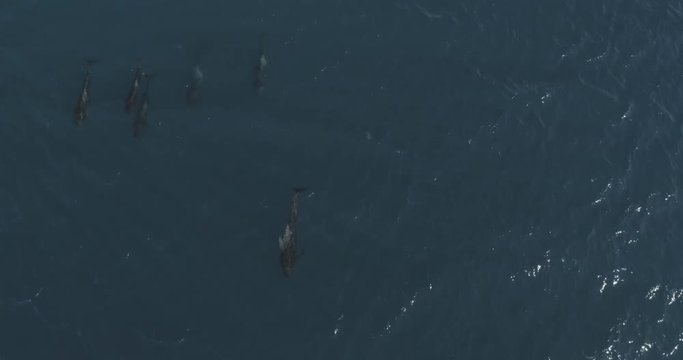 Pilot whales, Sea of Cortes, Mexico.