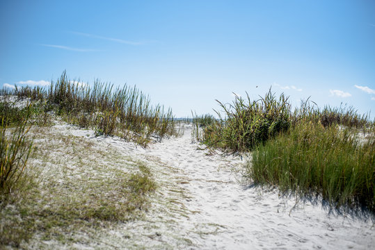 South Carolina Beach Dunes And Landscape