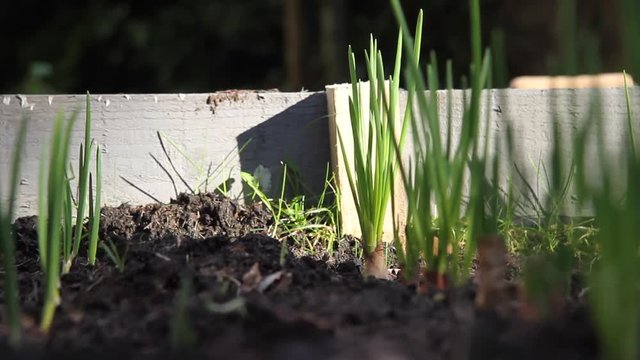 Shot of shallots growing in a raised bed.