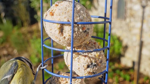 A blue tit flies in onto a bird feeder close up. Begins to feed on the fat balls. British bird garden setup.