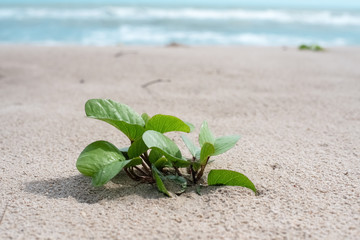 The small plant on the beach,blurry light around