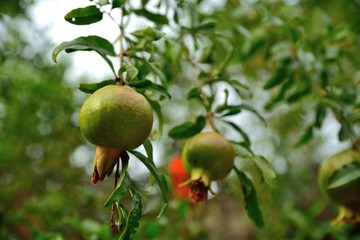 green pomegranate fruit in nature
