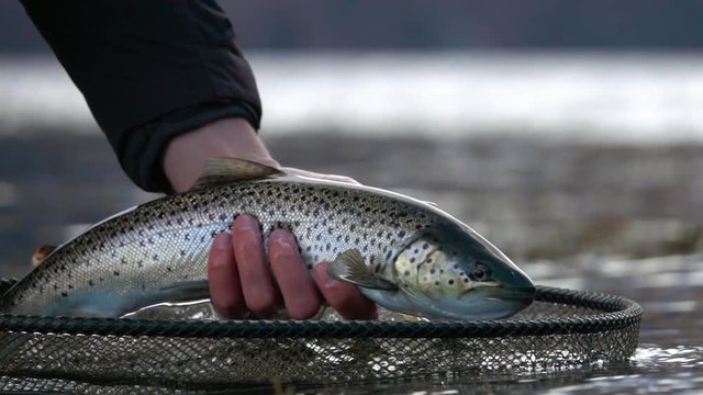 Hand lifting a sea trout from fishing net