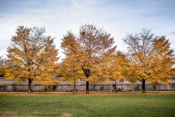 Chicago autumn fall foliage 