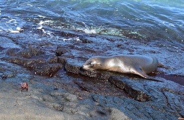 Sea lion coming out of the water