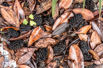 magnolia seeds and leaves