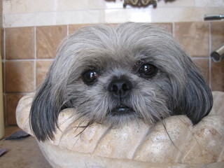 Lolo en el lavatorio de mámol.