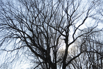 A tangle of leafless and bare branches from trees hibernating in winter set against light blue sky.