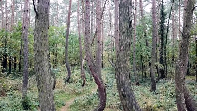 Drone rising in the crooked forest outside Nowe Czarnowo, Poland, Europe.