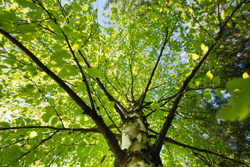 Birch tree with young leaves, view from below