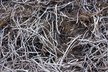 Abstract texture of sticks in a beaver dam. 