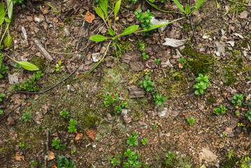 Forest soil background, top view