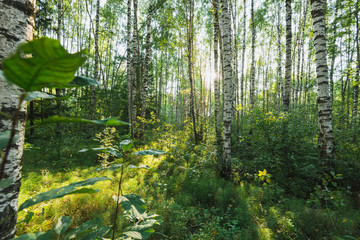 Sunlit summer forest landscape