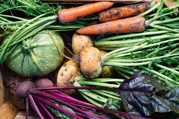 Closeup of freshly harvested vegetables (turnips, beetroots, carrots, round marrow), top view
