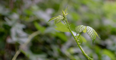 bud of rose hip 
