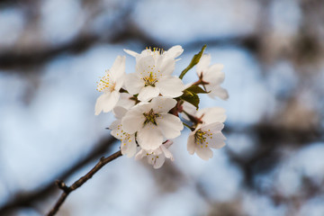 Cherry blossom (sakura) in Japan