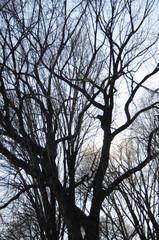 A tangle of leafless and bare branches from trees hibernating in winter set against light blue sky.