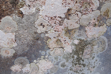 Colorful lichen on rocky mountain scree stones.